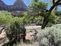 Zion Nationalpark (4)