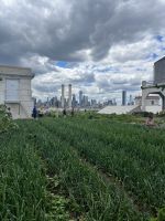 Brooklyn Grange Farm