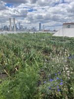 Brooklyn Grange Farm