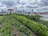 Brooklyn Grange Farm