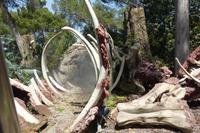 Filmkulisse Jurassic Park