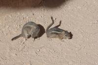 Kleine Eichhörnchen im Bryce Canyon