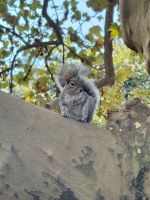 Central Park Bewohner