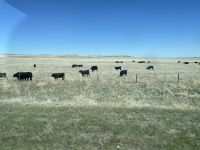 Weiterfahrt nach Mount Rushmore 