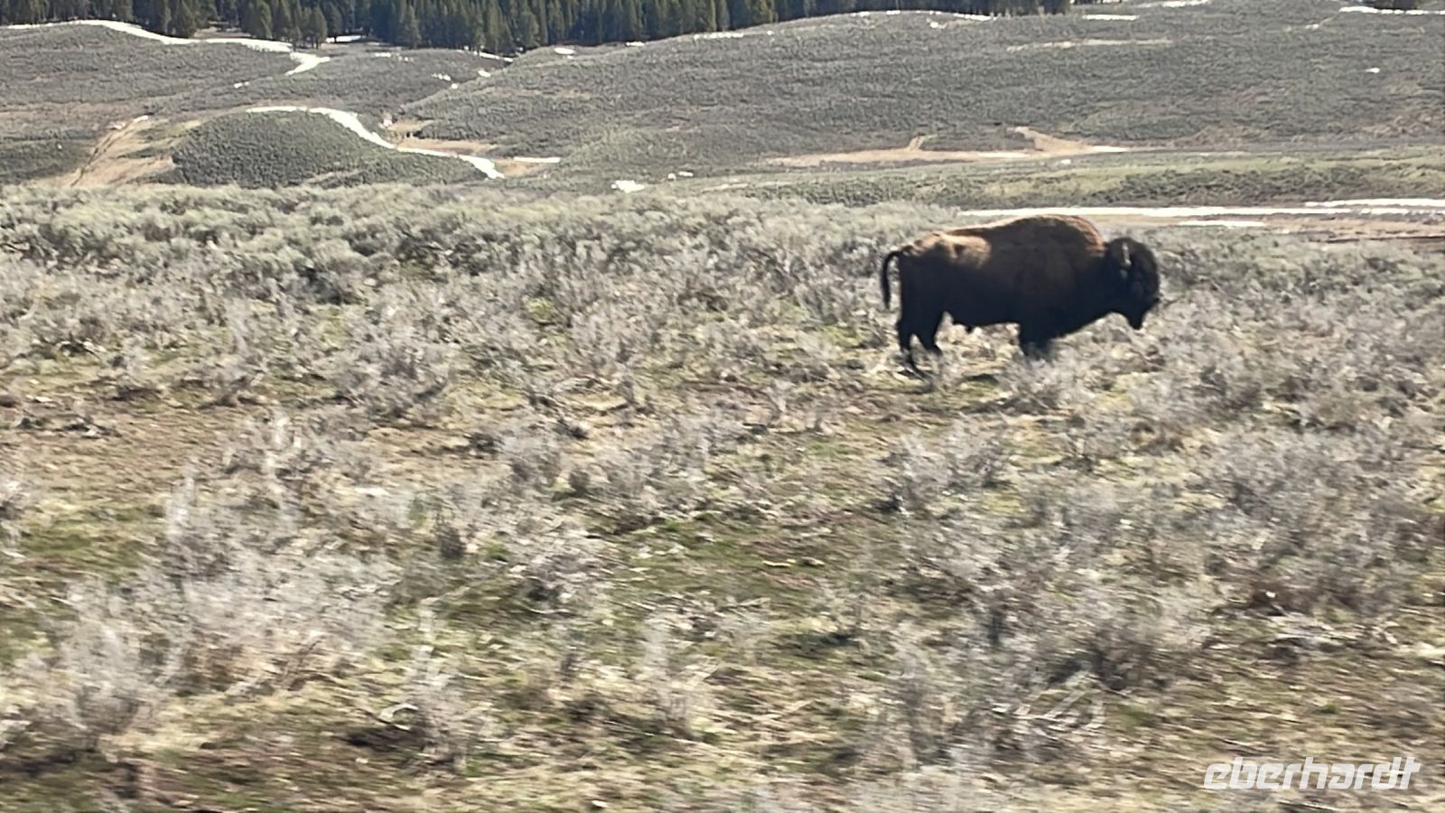 Fahrt durch den Yellowstone Nationalpark - erste Bisons sind zu sehen