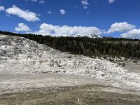 Yellowstone Nationalpark - Bisons
