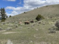Yellowstone Nationalpark - Bisons