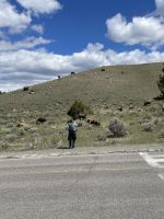Yellowstone Nationalpark - Bisons