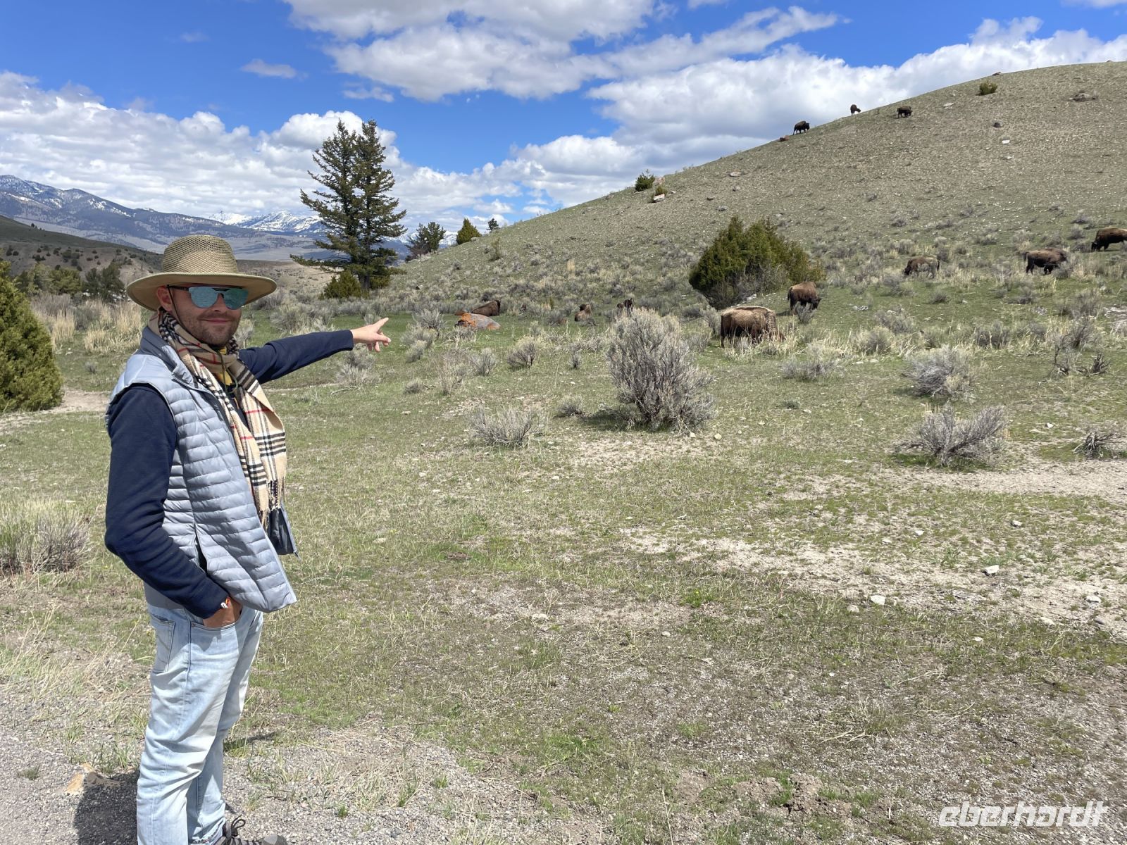 Yellowstone Nationalpark - Bisons