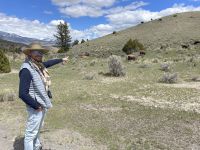 Yellowstone Nationalpark - Bisons