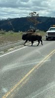 Yellowstone Nationalpark - Bisons