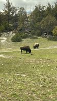 Yellowstone Nationalpark - Bisons