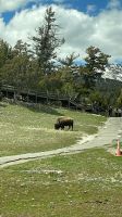 Yellowstone Nationalpark - Bisons
