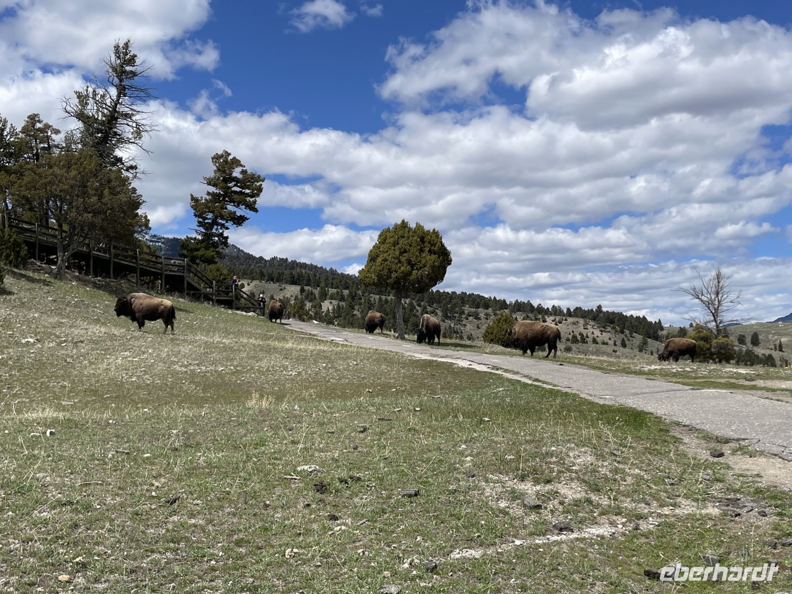 Yellowstone Nationalpark - Bisons