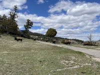 Yellowstone Nationalpark - Bisons
