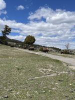 Yellowstone Nationalpark - Bisons
