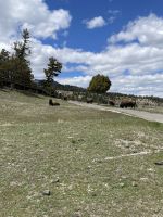 Yellowstone Nationalpark - Bisons