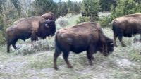 Yellowstone Nationalpark - Bisons