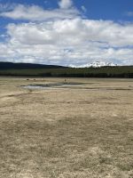 Yellowstone Nationalpark - Bisons