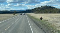 Fahrt durch den Yellowstone Nationalpark 