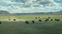 Fahrt durch den Teton Nationalpark - Vorbei an Bisonherden