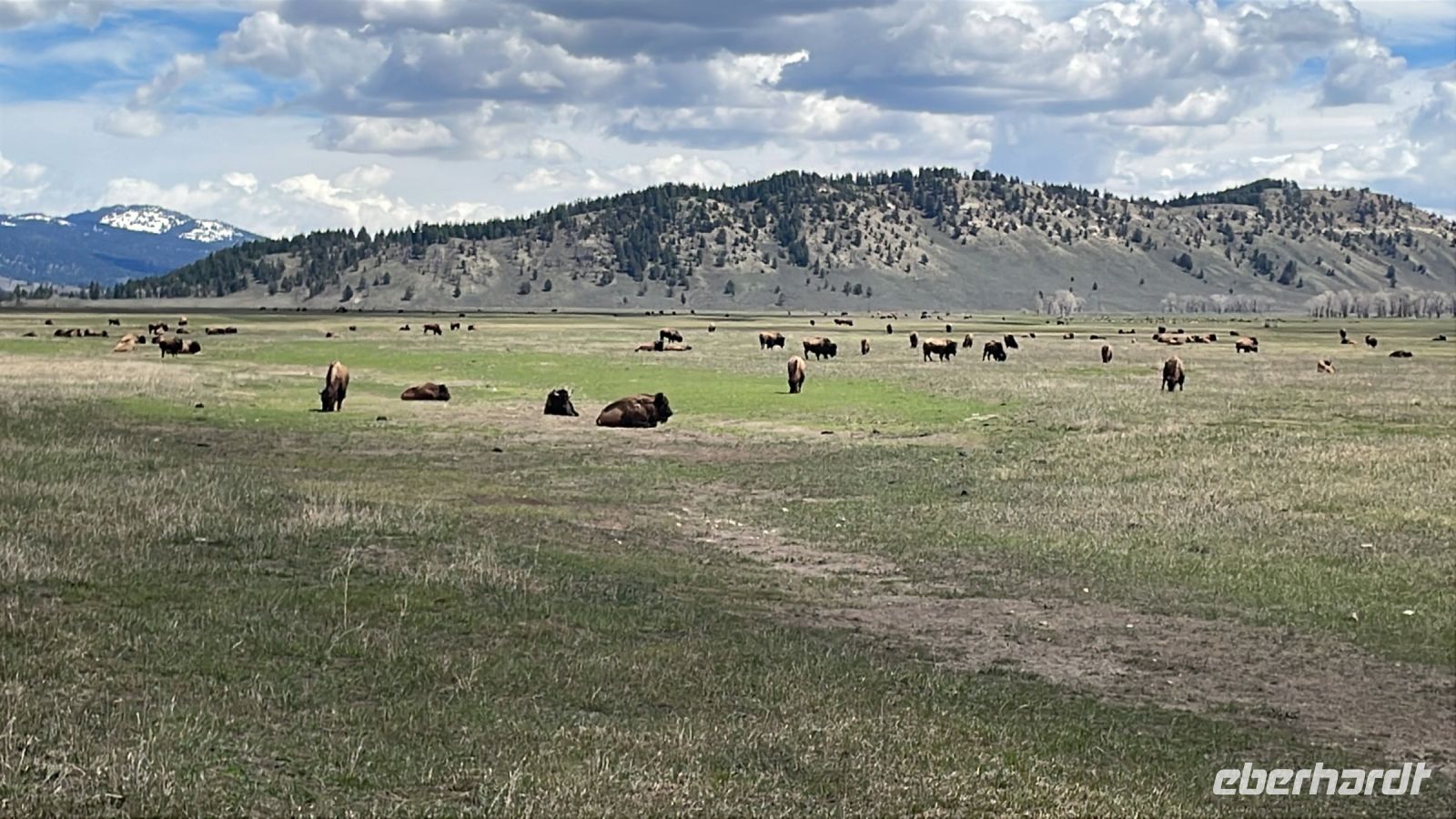 Fahrt durch den Teton Nationalpark - Vorbei an Bisonherden