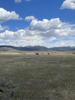 Fahrt durch den Teton Nationalpark - Vorbei an Bisonherden