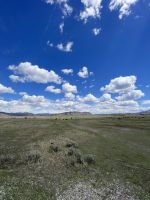 Fahrt durch den Teton Nationalpark - Vorbei an Bisonherden