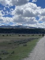 Fahrt durch den Teton Nationalpark - Vorbei an Bisonherden