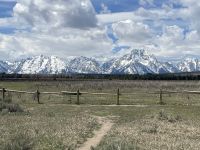 Fahrt durch den Teton Nationalpark - Vorbei an Bisonherden