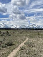 Fahrt durch den Teton Nationalpark - Vorbei an Bisonherden