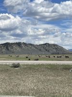 Fahrt durch den Teton Nationalpark - Vorbei an Bisonherden