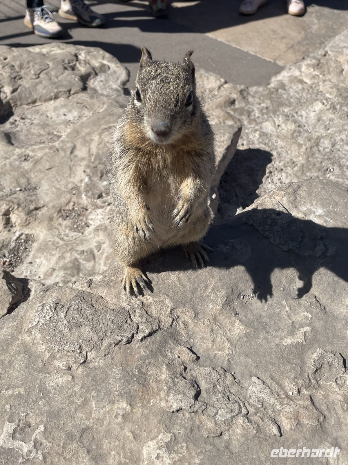 Grand Canyon - Rundgang am  Matter Point