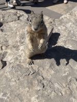 Grand Canyon - Rundgang am  Matter Point