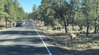 Grand Canyon - Tiere am Wegesrand