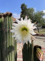 Santa Barbara - historische Missions Kirche