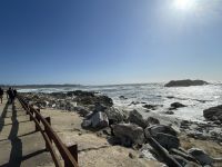 Monterrey - Fahrt entlang des 17miles Drive