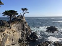 Monterrey - Fahrt entlang des 17miles Drive