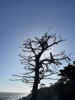 Monterrey - Fahrt entlang des 17miles Drive