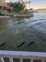 Colorado River in Laughlin