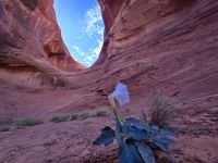 Jeepsafari durch Monument Valley, Ohr des Windes, Detura Pflanze welche zur Herstellung von Pfeilgift verwendet wurde