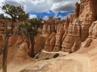 Hoodoos im Bryce Canyon