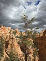 Hoodoos im Bryce Canyon