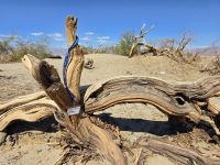 Sanddünen der Mesquite Ebene im Death Valley