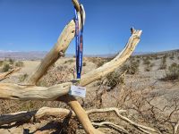 Sanddünen der Mesquite Ebene im Death Valley