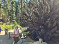 Sequoias, Riesenmammutbäume im Yosemite Nationalpark