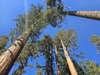 Sequoias, Riesenmammutbäume im Yosemite Nationalpark