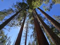Sequoias, Riesenmammutbäume im Yosemite Nationalpark