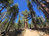 Sequoias, Riesenmammutbäume im Yosemite Nationalpark
