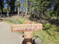 Sequoias, Riesenmammutbäume im Yosemite Nationalpark